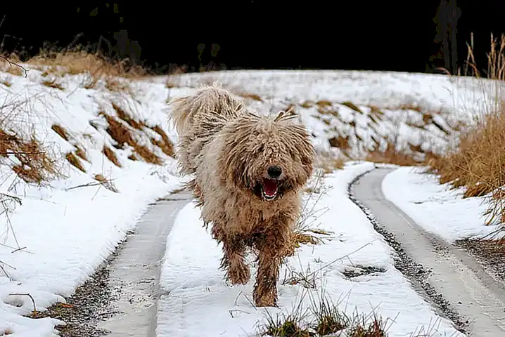 Cómo cuidar el Komondor