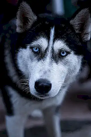 Cómo cuidar y proteger los ojos azules de tu perro