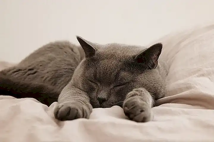 Cómo detectar la fiebre en gatos