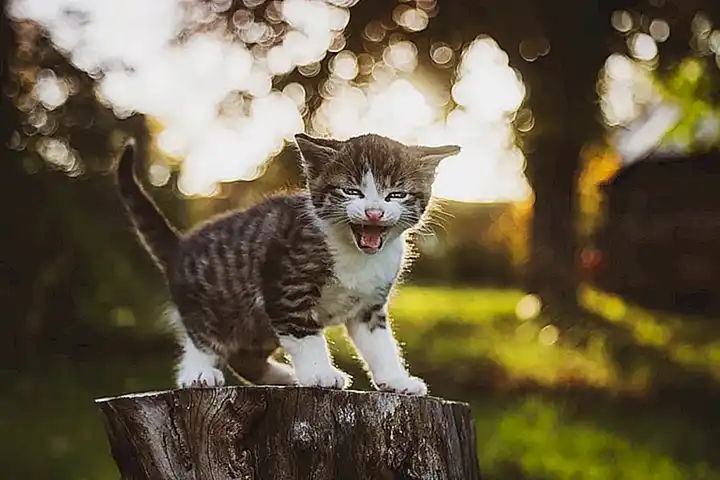 Cómo determinar el sexo de un gatito a través del comportamiento