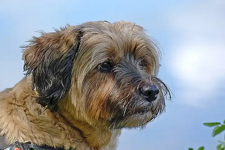 Cómo entrenar al Terrier tibetano