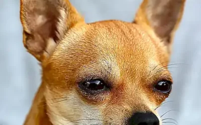 los-cambios-del-pelaje-en-perros-chihuahuas_h2_811.webp
