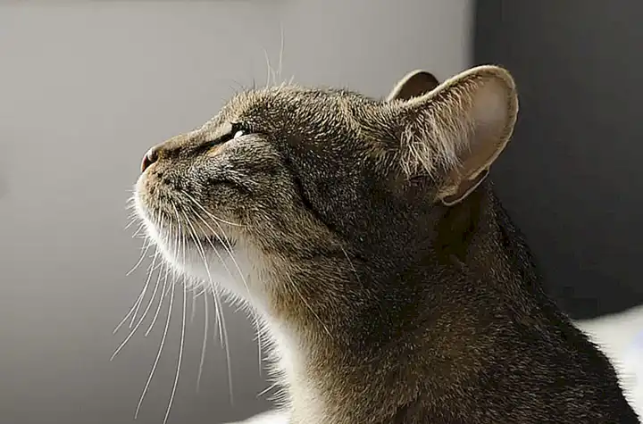 Cómo estimular el sentido del olfato de tu gato