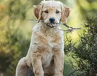 beneficios-del-uso-del-menforsan-spray-antimordeduras-para-cachorros_h2_1033.webp