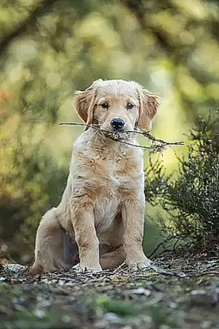 Cómo funciona el Menforsan Spray Antimordeduras para cachorros
