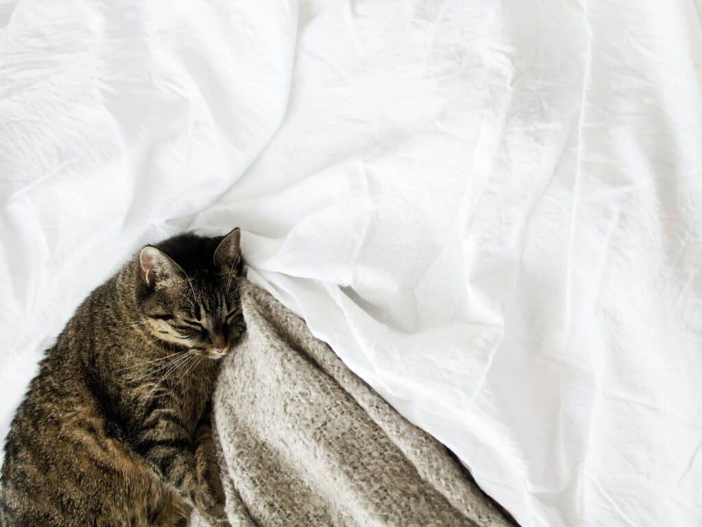 Cómo Hacer Que Tu Gato Duerma en su Cama:  Consejos Infalibles ️