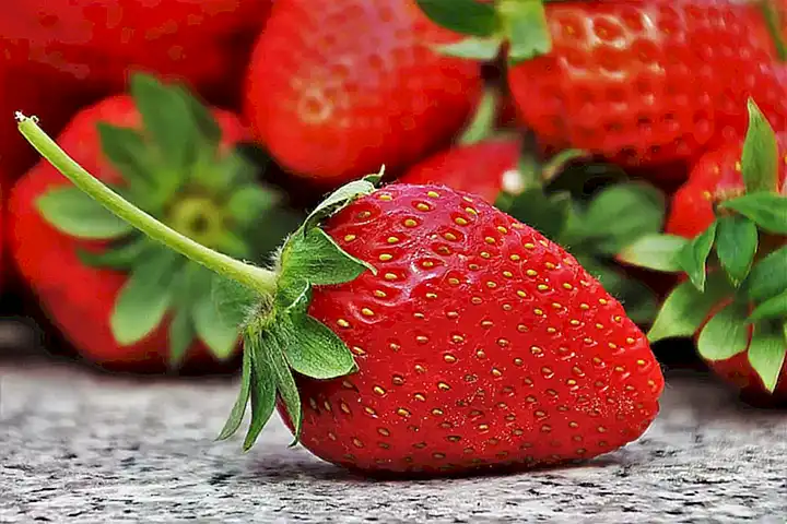 Cómo identificar las frutas más seguras para el consumo por perros