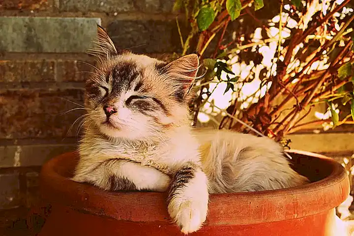 Cómo identificar las señales de incomodidad en un gato durante las caricias