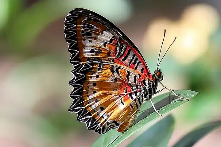 Cómo las mariposas usan sus ojos para encontrar comida