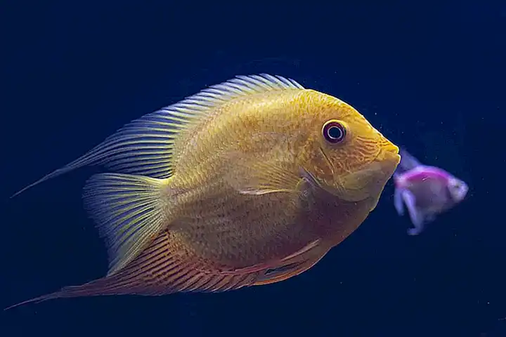Cómo mantener el agua adecuada para los peces