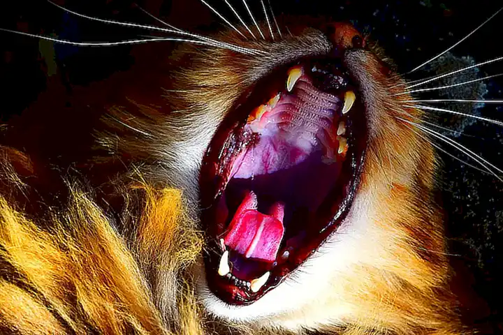 Cómo mantener la salud de la garganta de tu gato