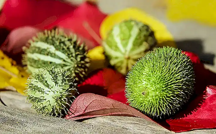 Cómo preparar y consumir frutas para perros