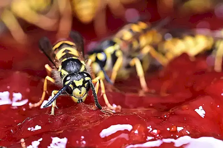 Cómo protegerse contra los avispas