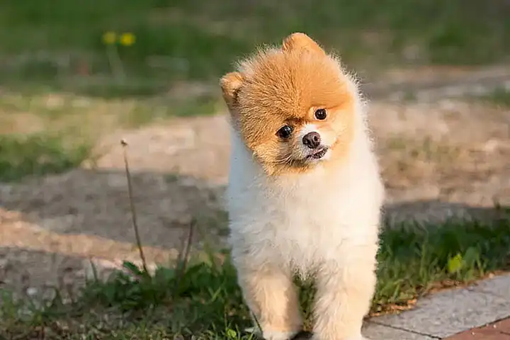 Cómo responder adecuadamente a la mirada intensa de tu perro