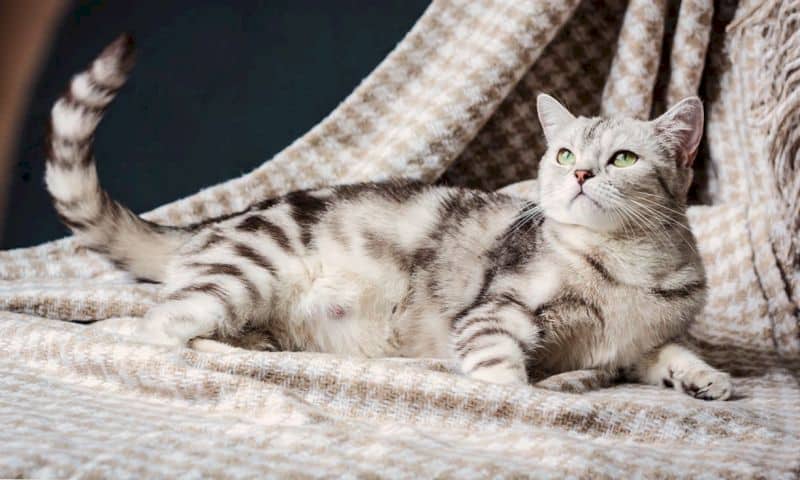 Gataa Ridha Identifica la diferencia entre una gata gorda y una gata embarazada