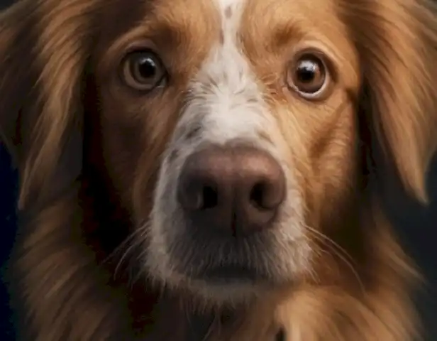 ¡Ayuda! Mi perro destroza todo: consejos y trucos para mantenerlo limpio