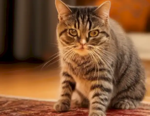 Image of the article should show a clear and concise step-by-step guide on how to remove cat urine odor from carpets and other surfaces.