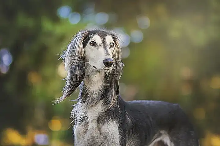 Compañía del perro