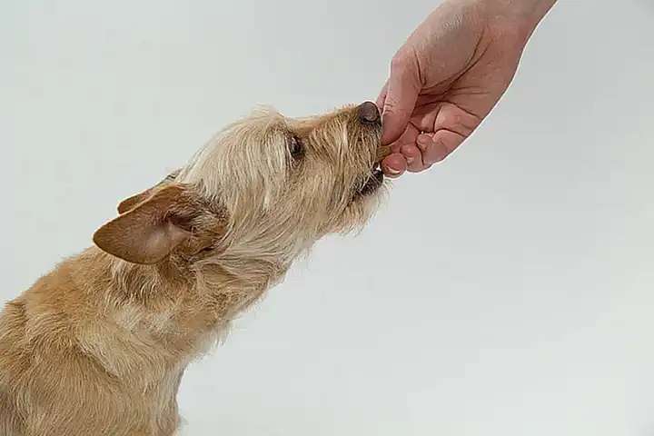 Comportamientos que recompensar con el clicker