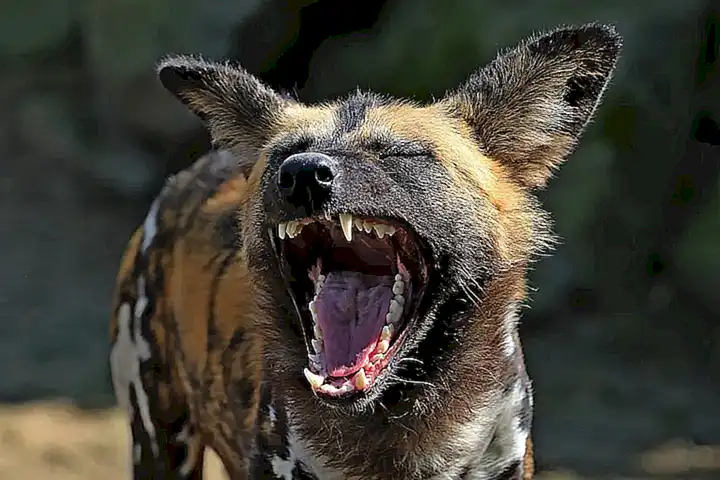Comunicación del perro salvaje africano
