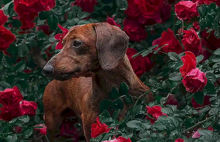 Conclusiones sobre el teckel arlequín como mascota ideal