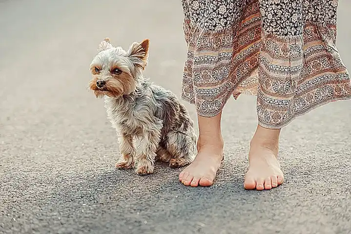 Conclusiones sobre el Yorkie Poo como perro
