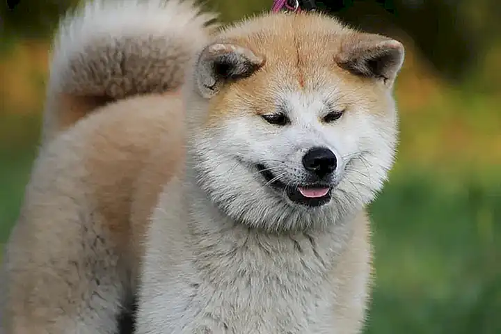Conclusiones sobre la fascinante raza de perros Akita Inu