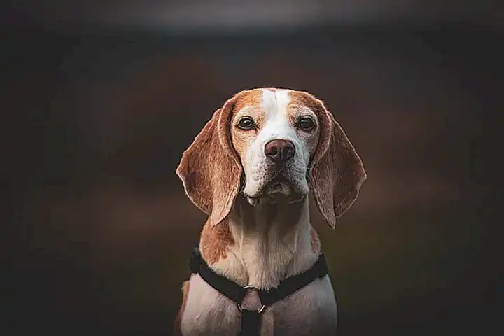 Conclusiones y Recomendaciones Finales sobre el Beagle como Perro de Compañía