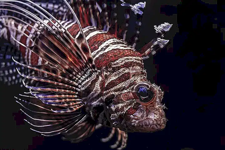 Conclusiones y recomendaciones para los amantes de los peces exóticos