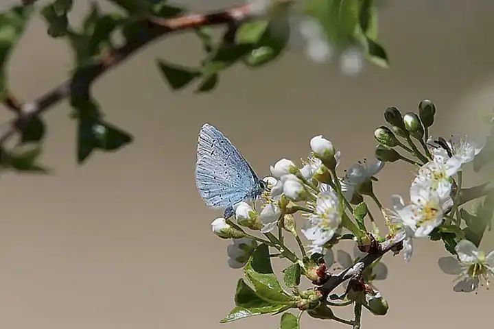 Consecuencias para la biodiversidad