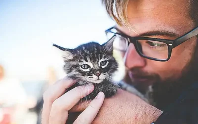 nutricion-correcta-para-gatos_h2_993.webp