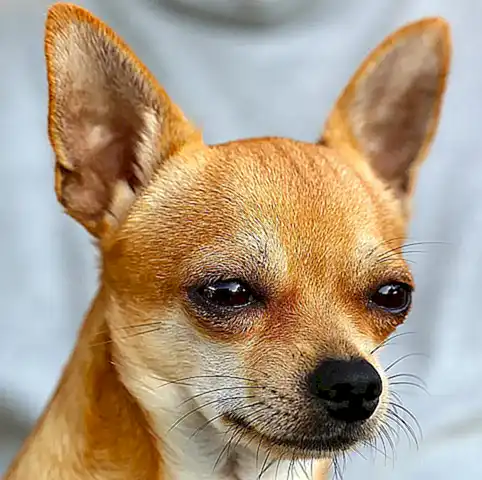 Consejos para cuidar a un perro chihuahua y prolongar su vida