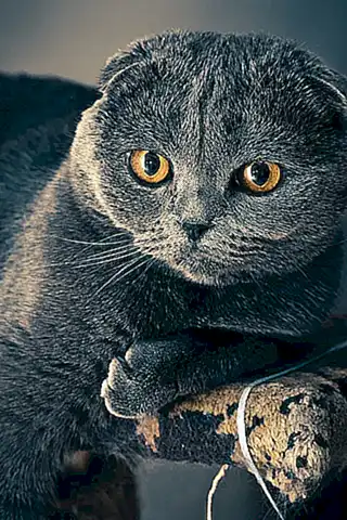Consejos para educar a Scottish Fold