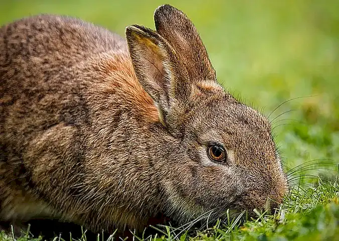 Consejos para elegir el conejo de mascota adecuado para ti