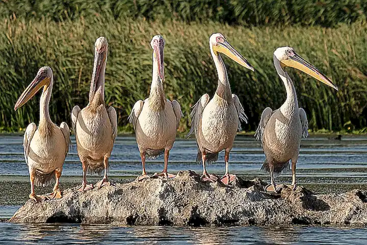 Consejos para la conservación
