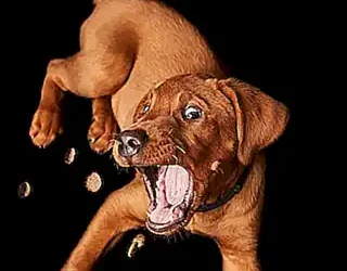 sintomas-de-parasitos-intestinales-en-perros_h2_618.webp