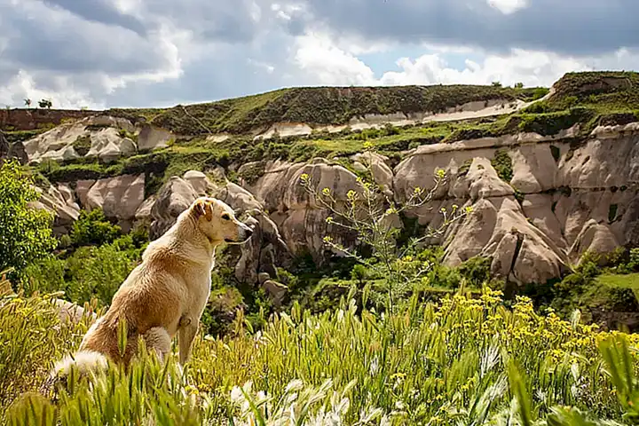 Consejos para senderismo con perros