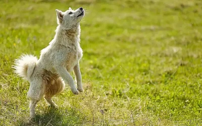 causas-de-la-caspa-en-perros_h2_444.webp