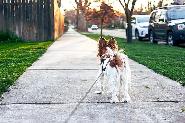 Consideraciones importantes al pasear a tu perro sin correa