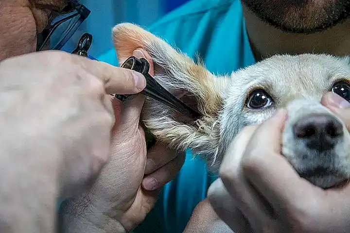Consulta a un veterinario