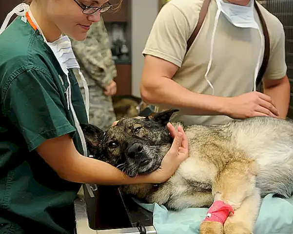Consultas médicas con veterinarios especializados
