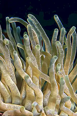Corales cuero