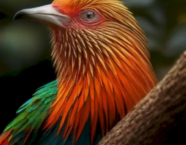   The image should depict a captivating Argentine Cotorra bird, showcasing its vibrant colors and unique behavior in its natural habitat.