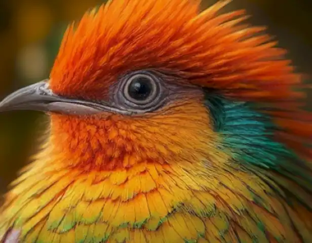 Image should depict the diverse and vibrant Cotorra bird, showcasing its unique colors and patterns.