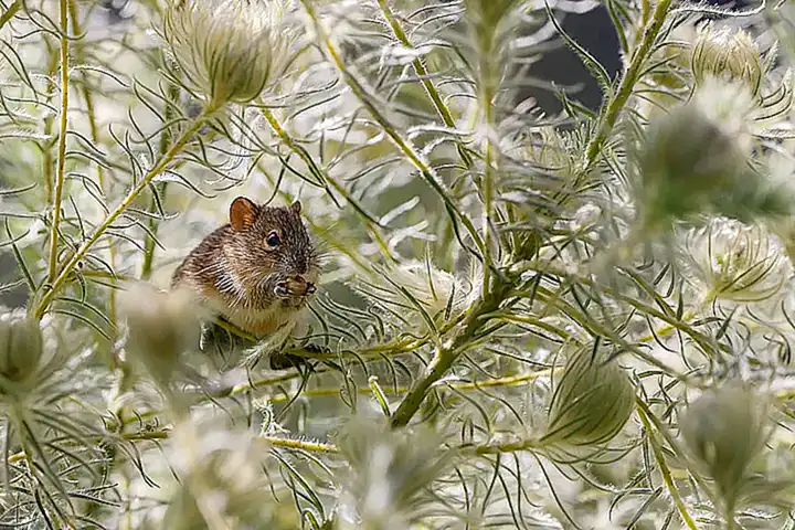 Crecimiento y desarrollo de lasratas domesticadas
