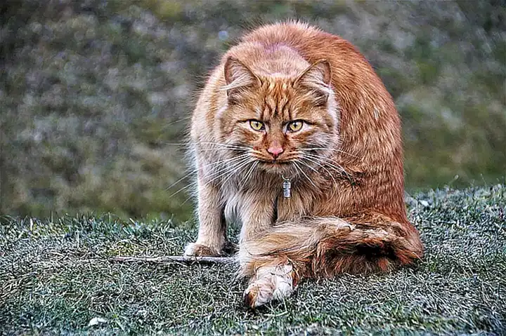¿Cuál es la importancia de vacunar a mi mascota?