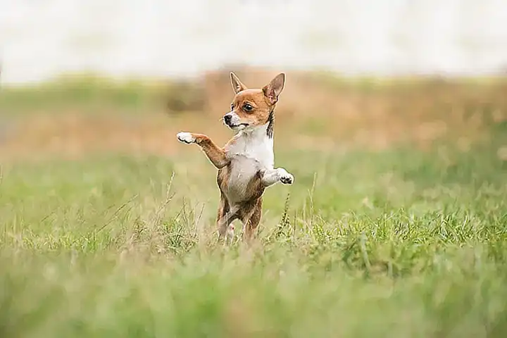 ¿Cuáles son las 10 razas de perro híbridas más populares?