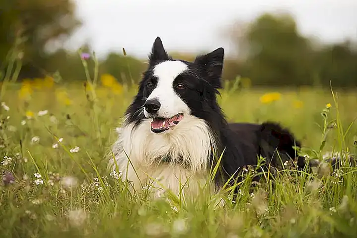 ¿Cuándo es adulto un border collie? Preguntas y respuestas sobre el fenómeno del BORDER COLLIEGO