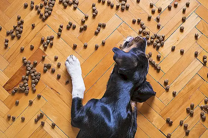 ¿Cuándo se considera que un perro no come lo suficiente?