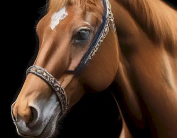 image of a step-by-step guide for beginners on how to buy a horse.